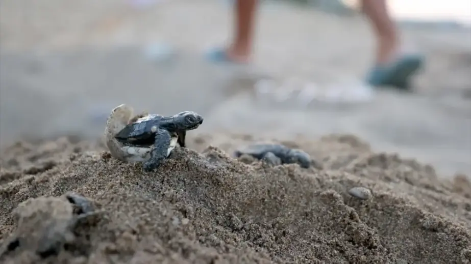 Caretta-caretta-Eier und frisch geschlüpfte Jungtiere im Sand am Strand von Kizilot