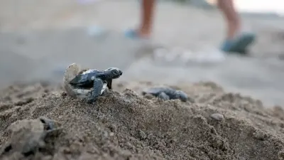 Caretta-caretta-Eier und frisch geschlüpfte Jungtiere im Sand am Strand von Kizilot